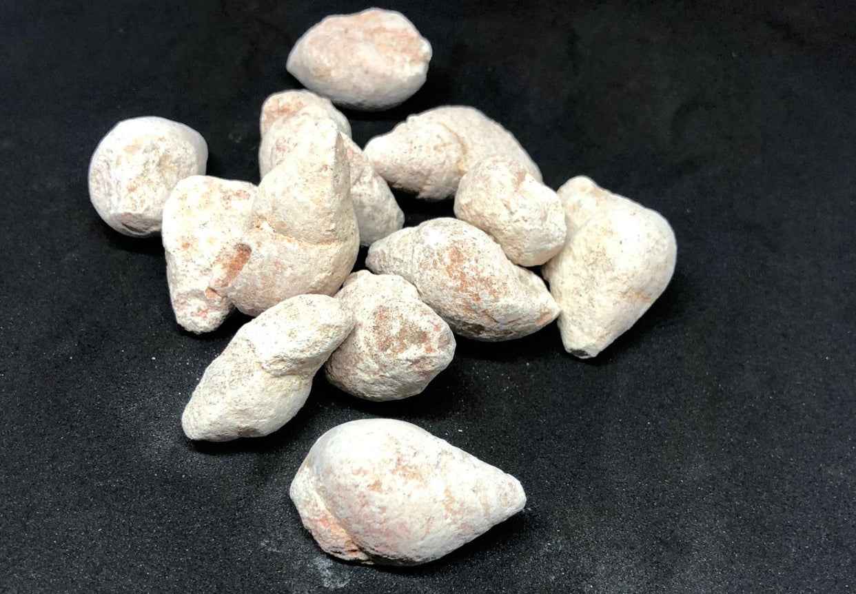 Gastropod fossils