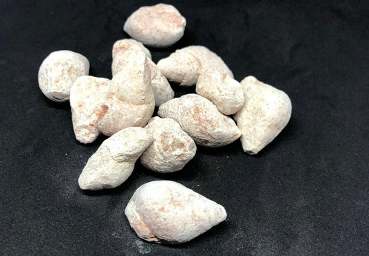 Gastropod fossils