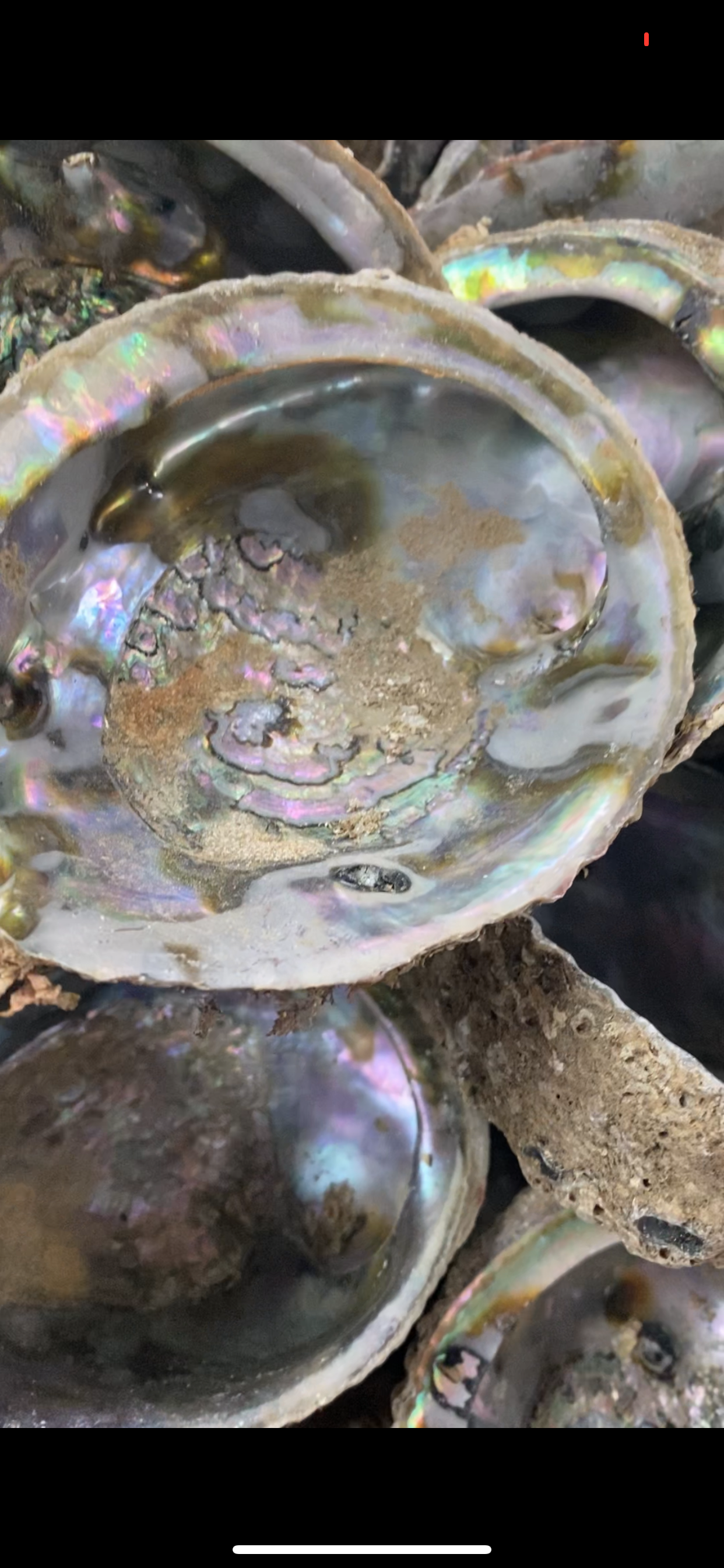 Paua shell large