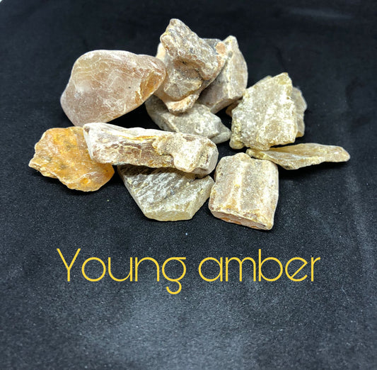 Young Amber