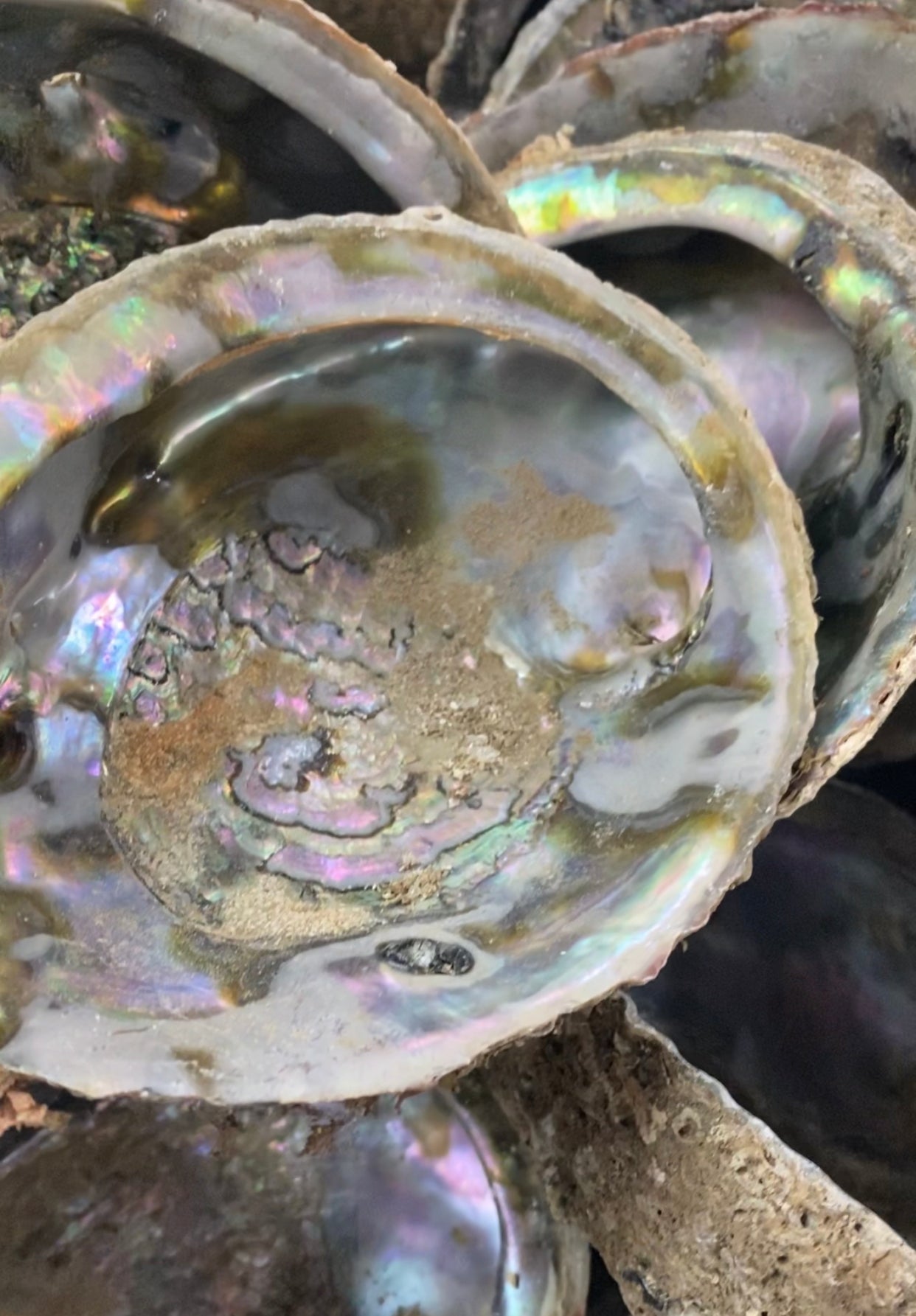 Paua shell large