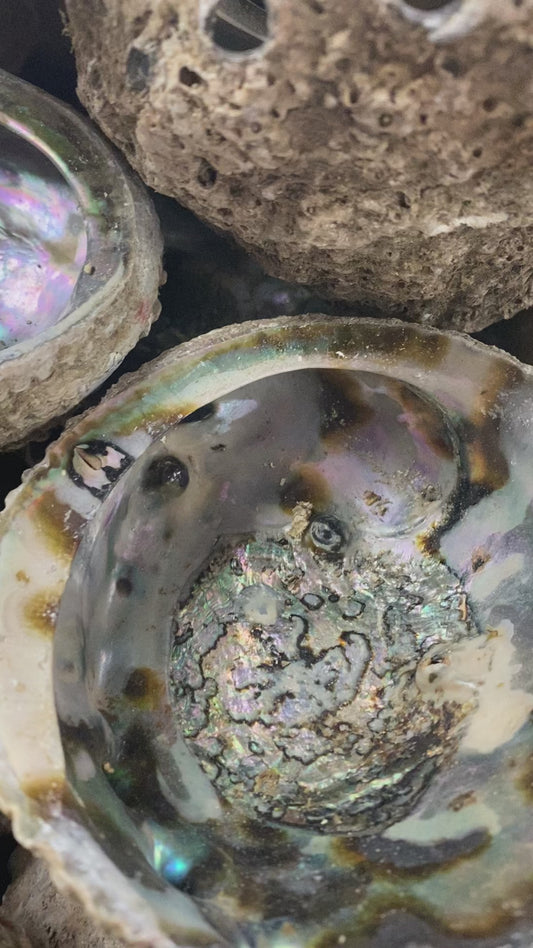 Paua shell large