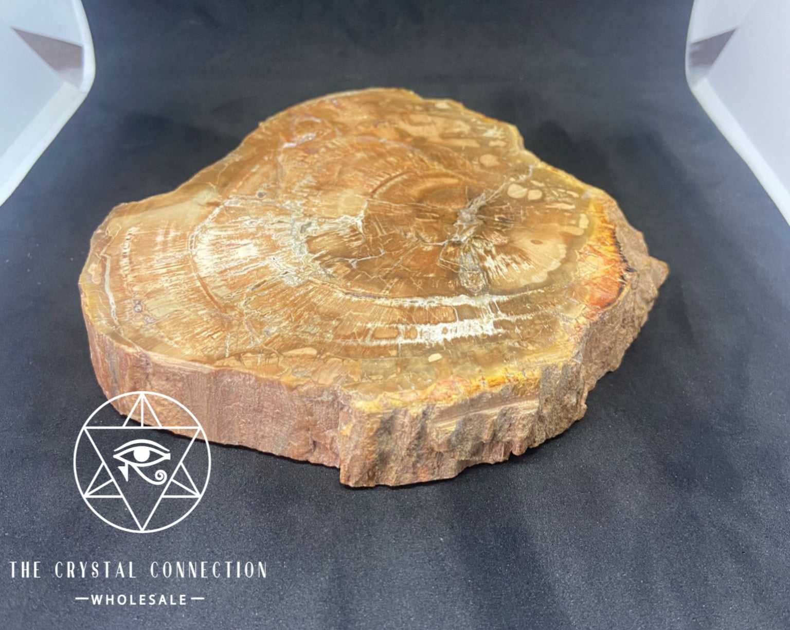 Petrified Wood Slab